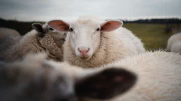 Fotografia meramente ilustrativa de ovelhas - Divulgação/ Freepik/ Licença livre