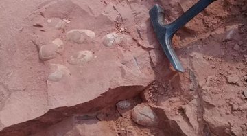 Os ovos fossilizados descobertos no sítio paleontológico de Presidente Prudente - William Roberto Nava