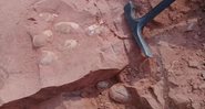 Os ovos fossilizados descobertos no sítio paleontológico de Presidente Prudente - William Roberto Nava
