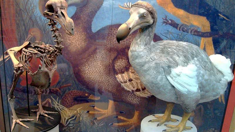 Esqueleto e modelo de Dodô, ave extinta - BazzaDaRambler via Wikimedia Commons