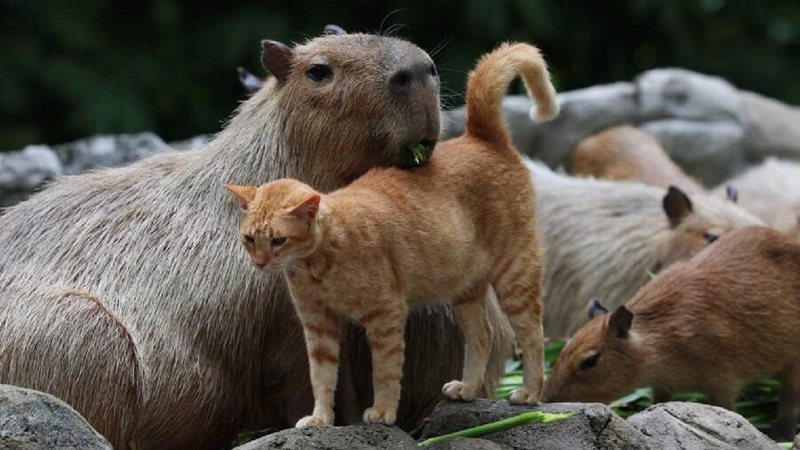 Oyen e as capivaras - Reprodução/Redes Sociais/Zoo Negara