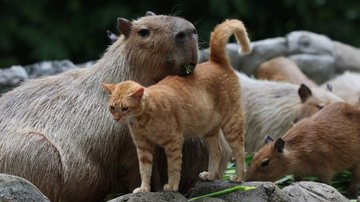 Oyen e as capivaras - Reprodução/Redes Sociais/Zoo Negara