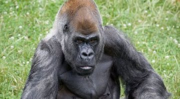 O gorila Ozzie - Divulgação / Zoo Atlanta
