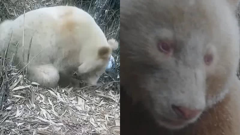Registros do panda albino - Reprodução/Vídeo/Youtube