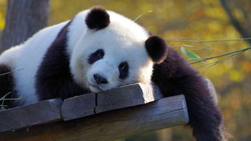 Imagem ilustrativa de panda - Foto de 995645, via Pixabay