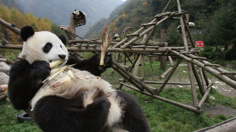 Imagem de um panda gigante, na China - Getty Images