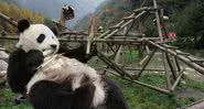 Imagem de um panda gigante, na China - Getty Images