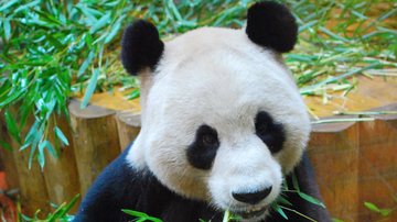 O macho Yang Guang, da espécie de panda gigante, no Zoológico de Edimburgo - Divulgação/RoyalZoologicalSocietyofScotland