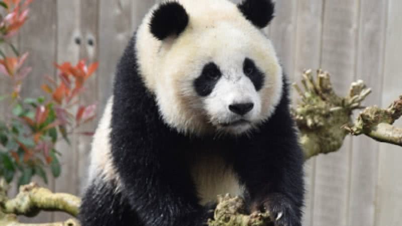 A panda-gigante Fan Xing - Divulgação/ Zoológico de Ouwehands