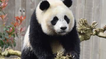 A panda-gigante Fan Xing - Divulgação/ Zoológico de Ouwehands