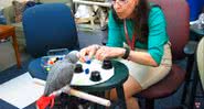 O papagaio Griffin junto de sua treinadora - Divulgação/Youtube/Universidade de Harvard