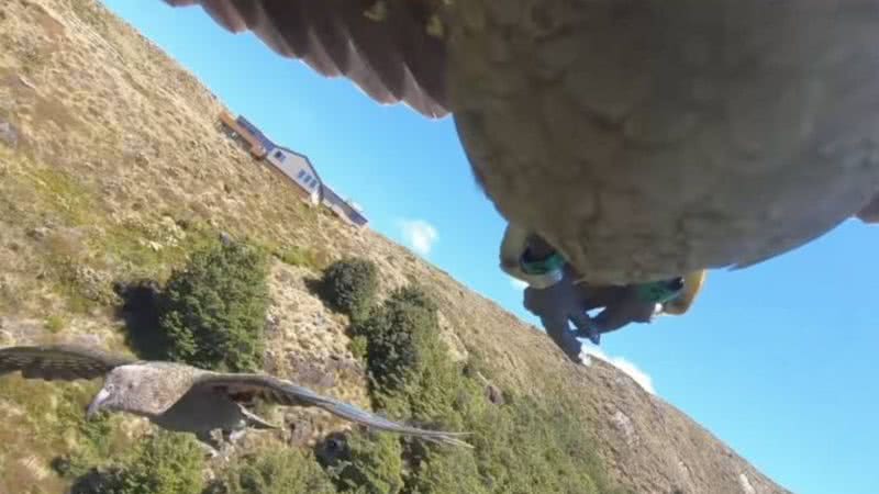 Voo de papagaio filmado, após ave 'roubar' câmera - Divulgação/Youtube/Alex Verheul