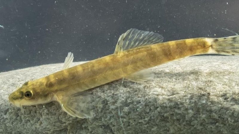 Peixe da espécie Paraschistura chrysicristinae