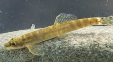 Peixe da espécie Paraschistura chrysicristinae - Divulgação/Re:wild