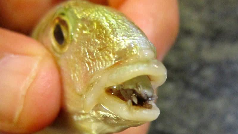 Peixe com o parasita substituindo sua língua - Wikimedia Commons/ Marco Vinci