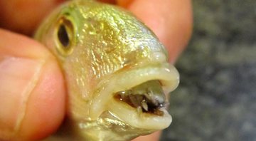 Peixe com o parasita substituindo sua língua - Marco Vinci via Wikimedia Commons