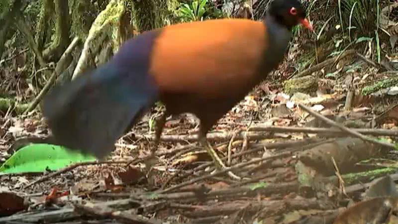 Imagens capturadas do pássaro em floresta da Papua Nova Guiné - Reprodução/Vídeo/YouTube/Science X