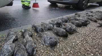 Trecho de reportagem mostrando alguns dos pássaros mortos na calçada - Divulgação/ La Voz de La Galicia