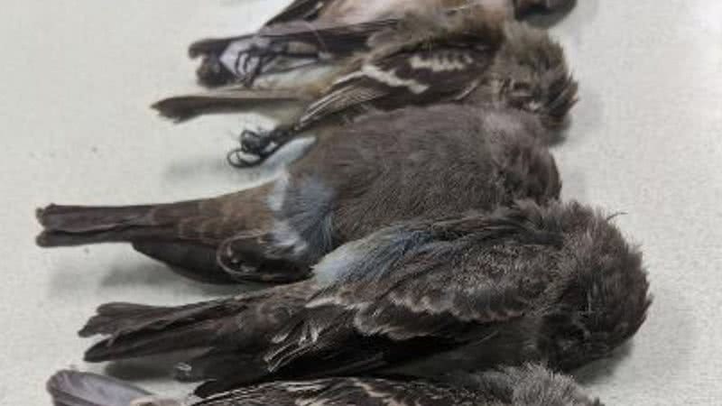 Imagem dos pássaros mortos - Divulgação/Allison Salas/Twitter