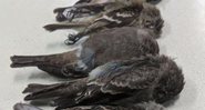 Imagem dos pássaros mortos - Divulgação/Allison Salas/Twitter