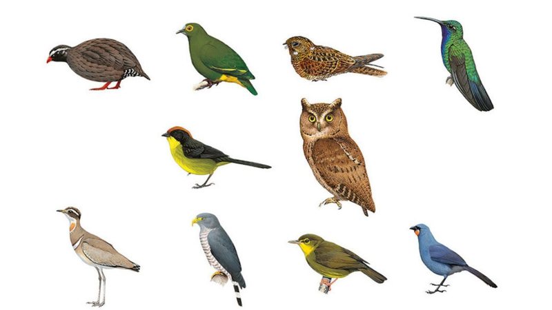 Ilustração mostrando os dez pássaros mais procurados do planeta