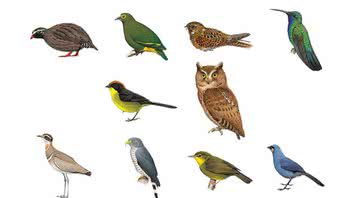 Ilustração mostrando os dez pássaros mais procurados do planeta - Divulgação/ Lynx Edicions