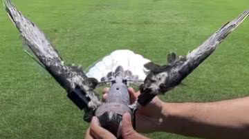 Drone feito com partes de pássaros morotos - Reprodução / Vídeo