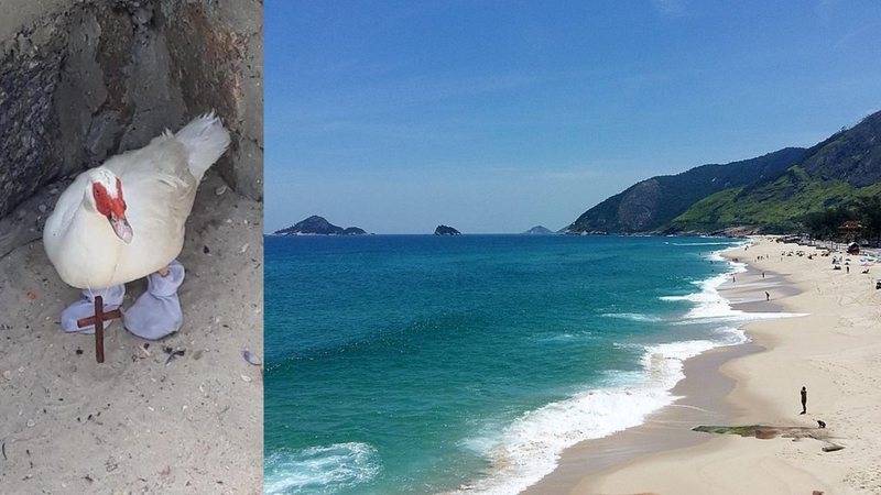 Pato foi encontrado na Praia da Macumba, no Rio de Janeiro - Vigilância Sanitária/ Wikimedia Commons