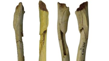 Fotografia de fragmentos do osso estudado - Divulgação/ Universidade Politécnica de Valência