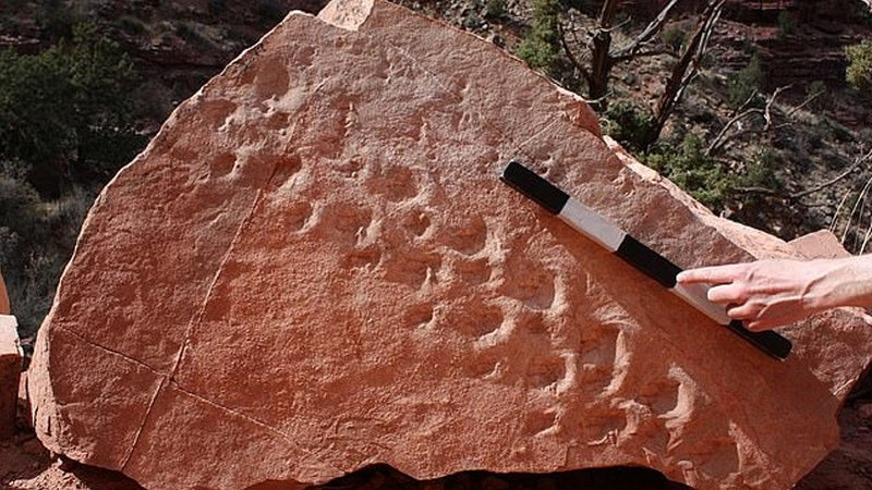 Imagem das pegadas que foram encontradas na pedra - Divulgação/ Stephen Rowland