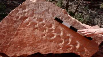 Par de pegadas fósseis em pedra caída encontrada no Grand Canyon - Divulgação / U.S. National Park Service