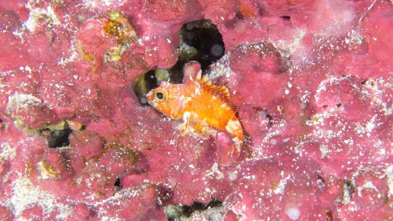 Nova espécie de peixe-pedra encontrada a 110 metros de profundidade - Divulgação