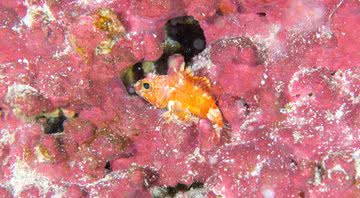 Nova espécie de peixe-pedra encontrada a 110 metros de profundidade - Divulgação