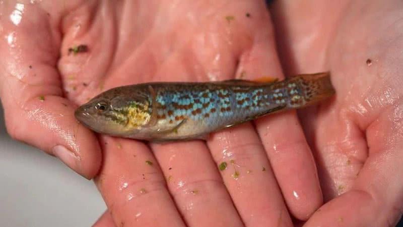 Espécime de peixe-zumbi que foi reintroduzida na natureza - Divulgação/Middle Creek Aquaculture