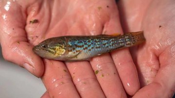 Espécime de peixe-zumbi que foi reintroduzida na natureza - Divulgação/Middle Creek Aquaculture