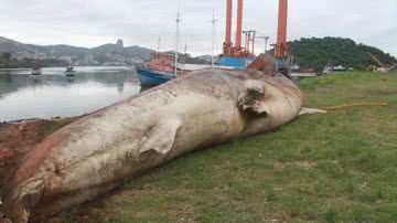 Registro do tubarão-baleia encalhado - Projeto Baleia Jubarte e Instituto Orca