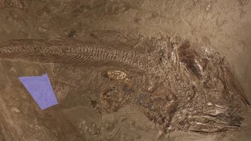 Fóssil de peixe de 180 milhões de anos - Reprodução / Samuel Cooper