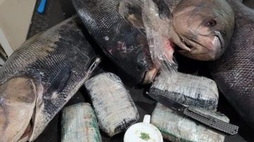 Peixes encontrados com cocaína em seus interiores - Reprodução / Polícia Federal