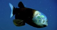 O peixe olho de barril - Divulgação/ MBARI
