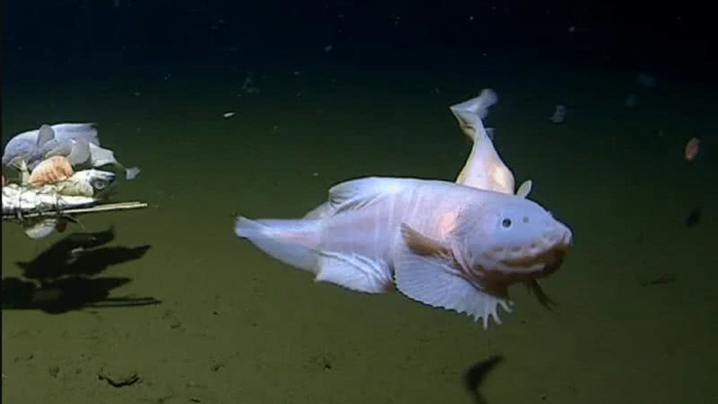 Registro do peixe-caracol - UWA Deep Sea Research Centre