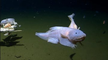 Registro do peixe-caracol - UWA Deep Sea Research Centre
