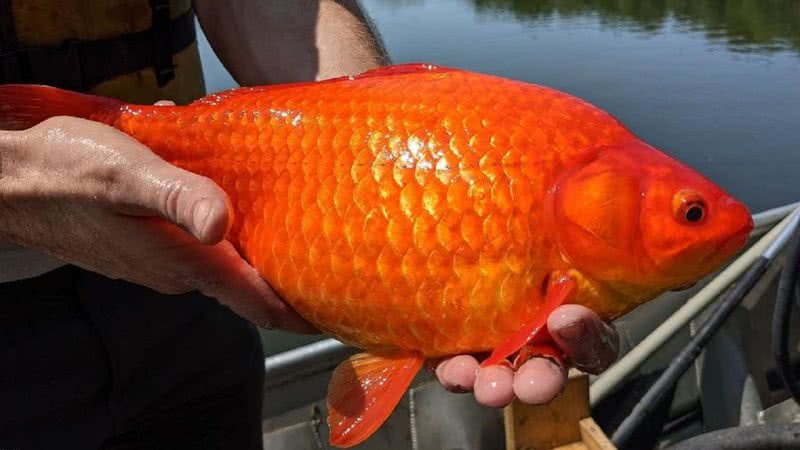 Os peixes-dourados retirados do lago - Divulgação/Twitter/@BurnsvilleMN