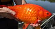 Os peixes-dourados retirados do lago - Divulgação/Twitter/@BurnsvilleMN
