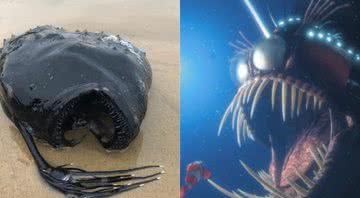 Peixe encontrado na Califórnia ao lado do personagem da animação Procurando Nemo (2003) - Divulgação/Facebook/Crystal Cove State Park / Divulgação/Pixar