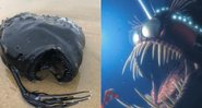 Peixe encontrado na Califórnia ao lado do personagem da animação Procurando Nemo (2003) - Divulgação/Facebook/Crystal Cove State Park / Divulgação/Pixar