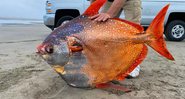 Fotografia do raro peixe após resgate - Divulgação / Aquário de Seaside