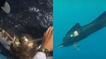 Á esquerda imagem do peixe-vela no oceano e à direita imagem de câmera sendo colocada no peixe - Reprodução / Vídeo