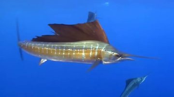 Peixe-espada no oceano - Divulgação/Youtube