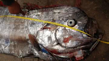 O peixe-remo capturado em Arica, no Chile - Divulgação/IFOP