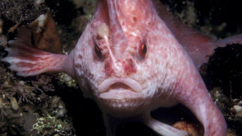 Imagem de arquivo do peixe-mão-de-rosa